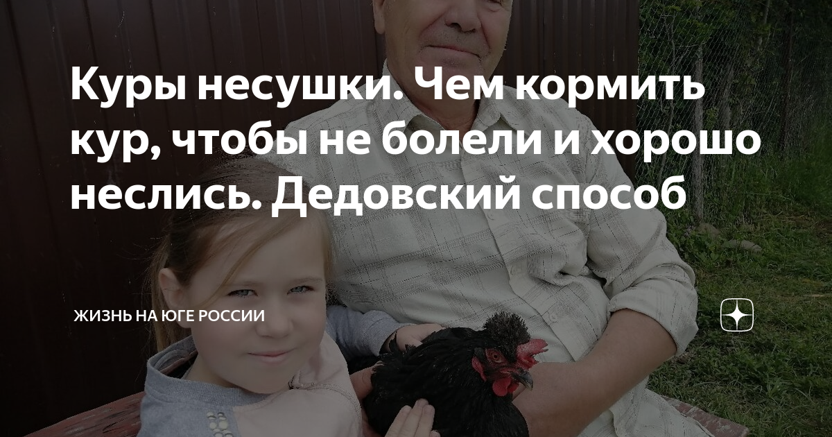 Куры несушки. Чем кормить кур, чтобы не болели и хорошо неслись ...