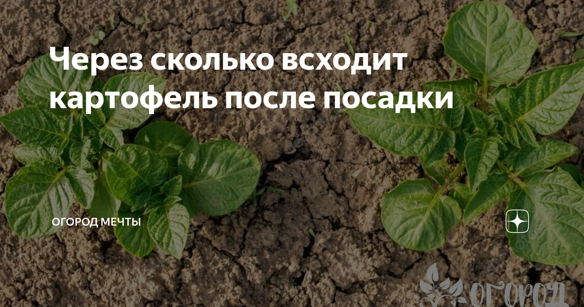 Через сколько всходит картофель после посадки | Огород Мечты | Дзен