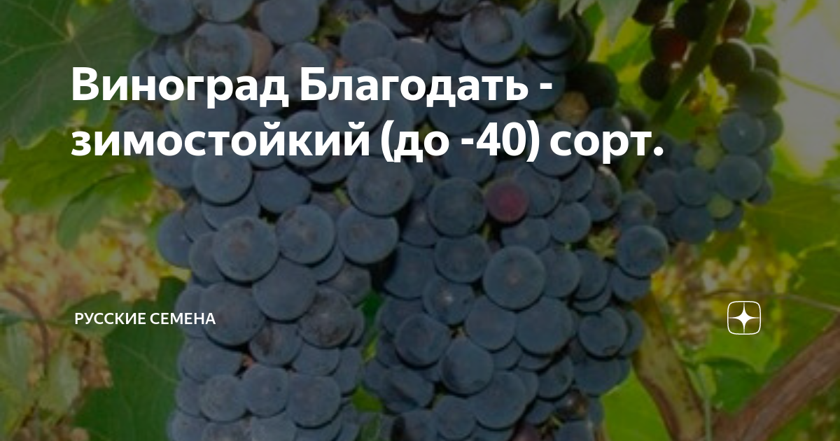 Благодать в винограднике. Сорт винограда Благодать. Виноград плодовый Благодать. Виноград Благодать описание сорта. Виноград Благодать фото.