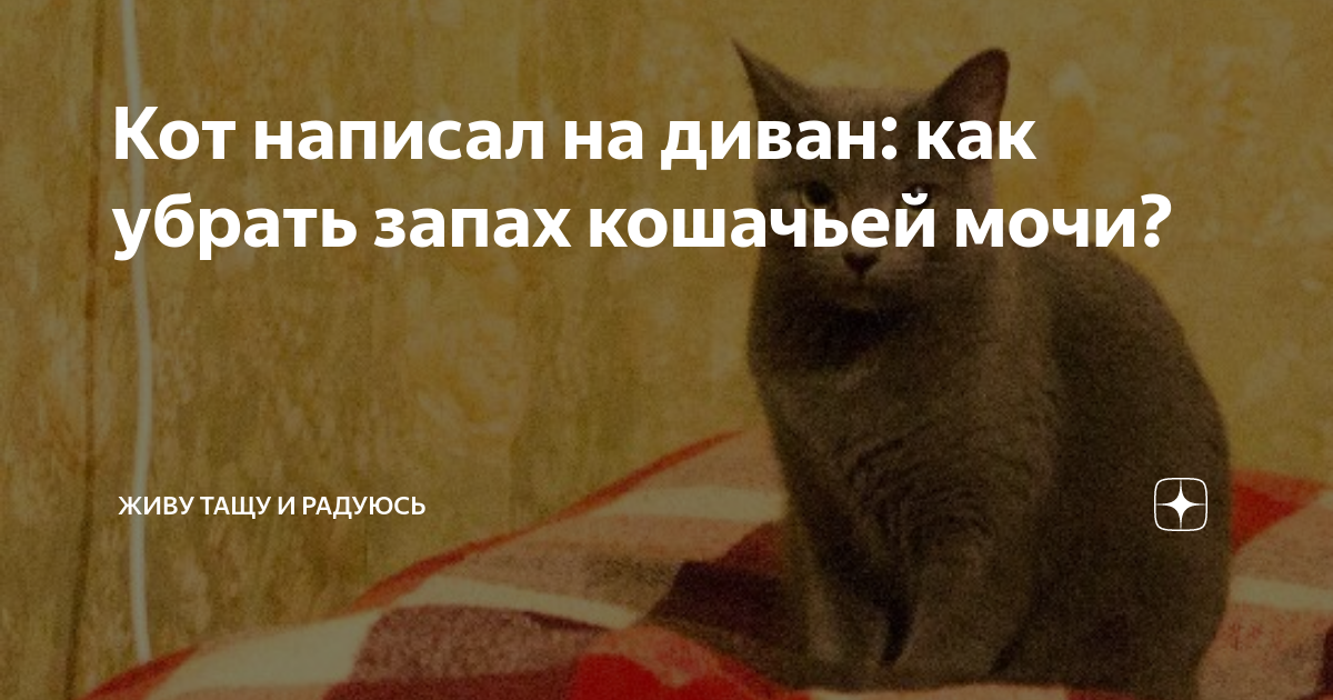 Убрать мочу кота с дивана