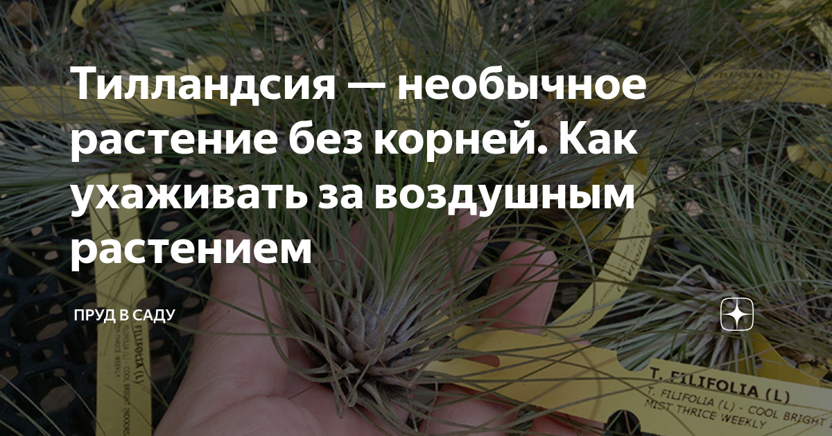 Зеленые из космоса: журналист АП — о личном опыте разведения экзотических растений без корней