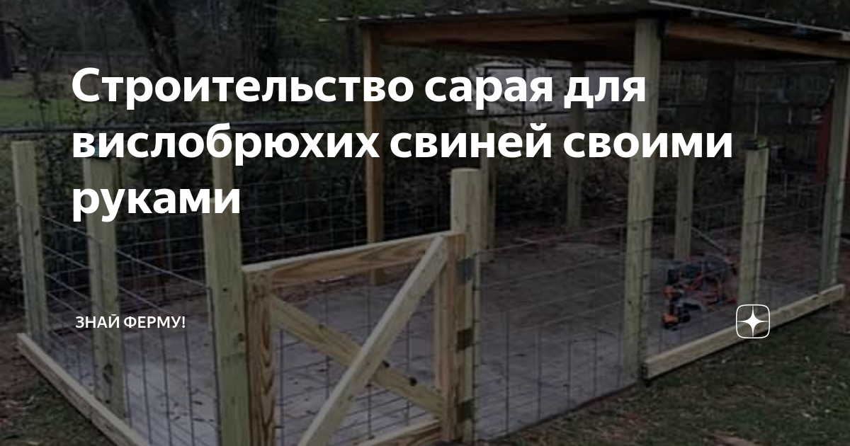 Содержание вьетнамских поросят