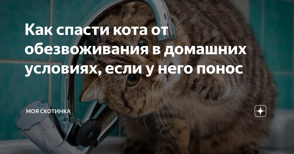 Понос у кота, как остановить?