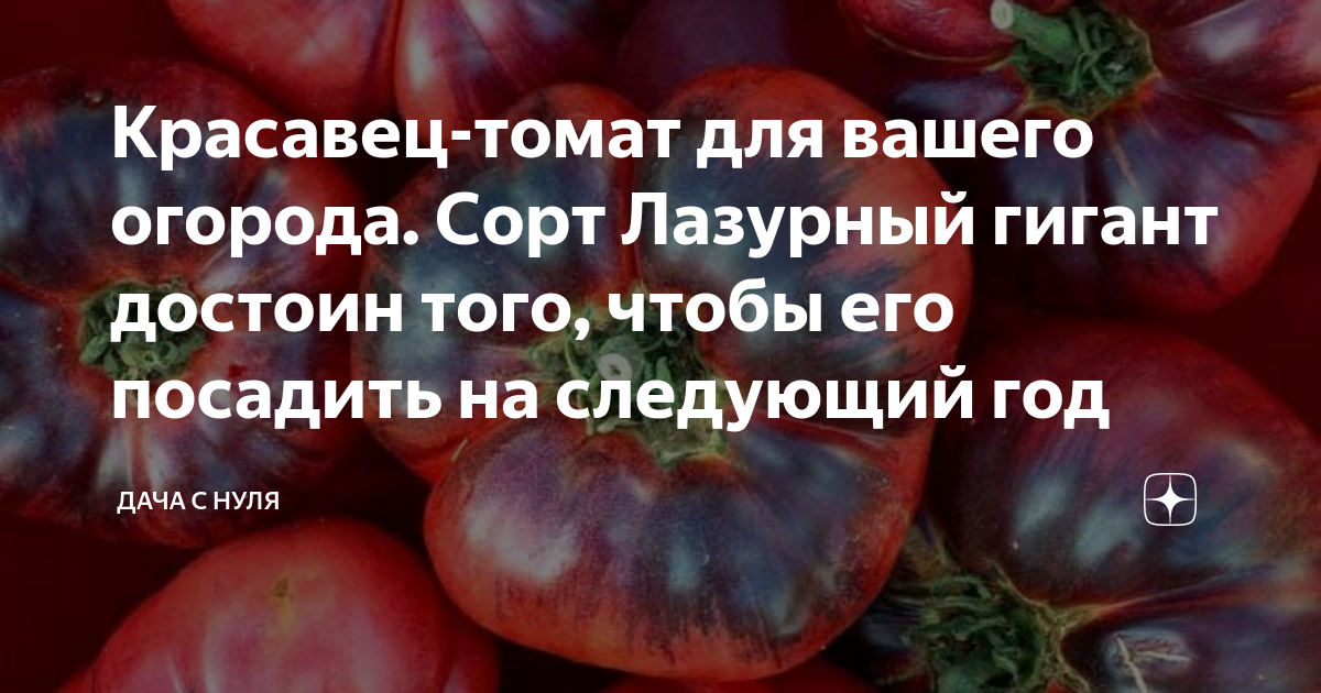 сорт помидор лазурный гигант. семена томат лазурный гигант f1. минусинские томаты лазурный гигант. томат f1 лазурный гигант. томат лазурный гигант характеристика и описание.