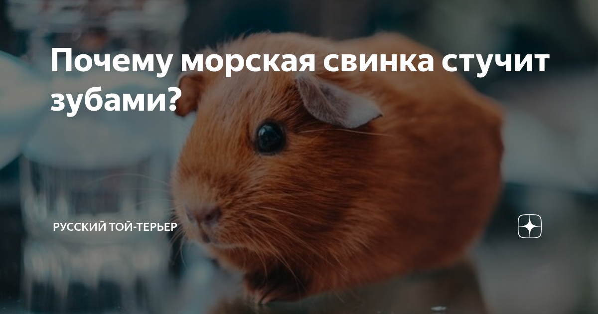 Почему морская свинка стучит зубами. Голубоглазая морская свинка. Маленькая черная морская свинка. Почему морская свинка стучит зубами. Почему морская свинка стучит зубами.