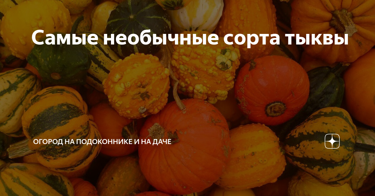Самые необычные сорта тыквы