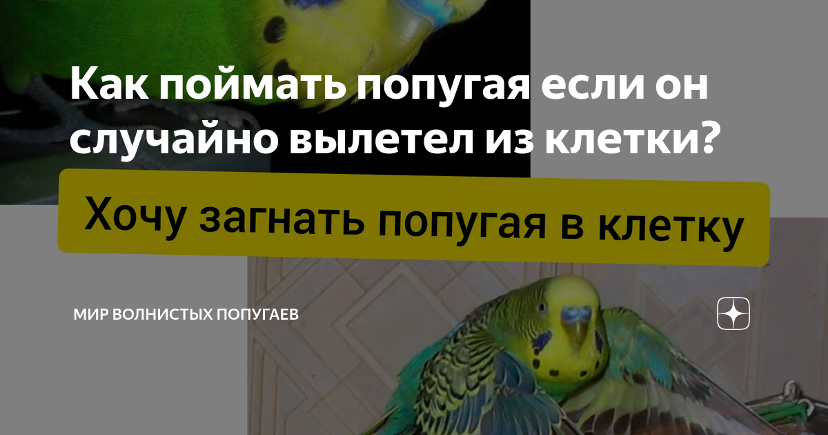 Как поймать попугая в комнате