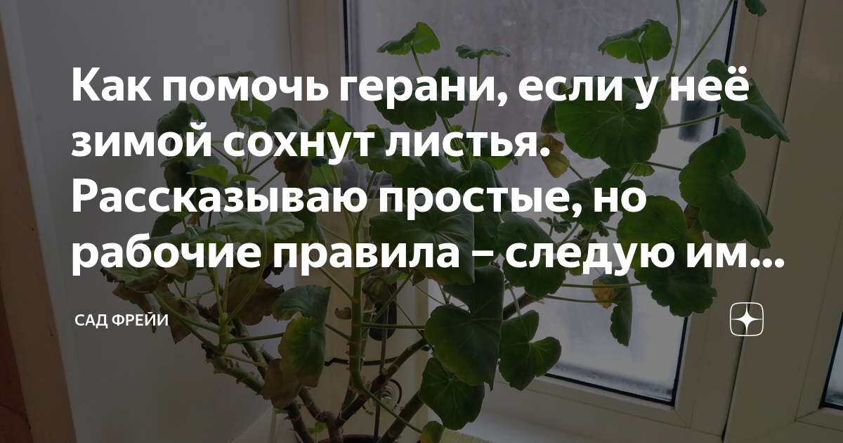 Что делать, если желтеют листья герани: 10 причин недуга и способы от него избавиться