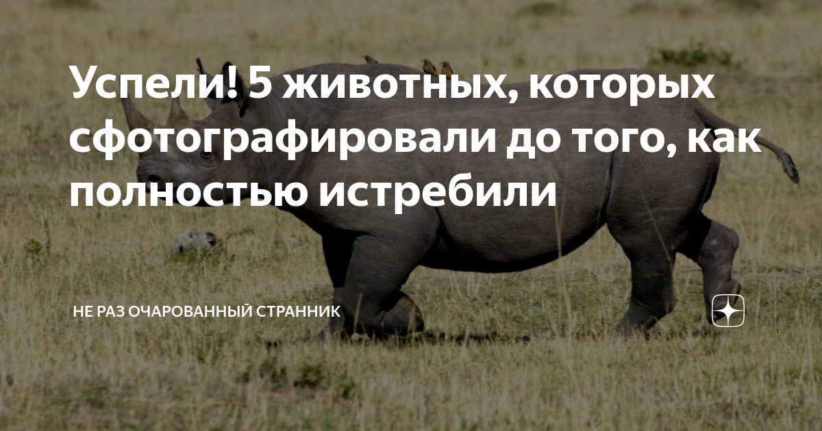 Гигантские плейстоценовые ягуары. Дикие животные исчезающие. Вымирание видов животных и растений. Барс вымирающий вид. Животные из красной книги россии.