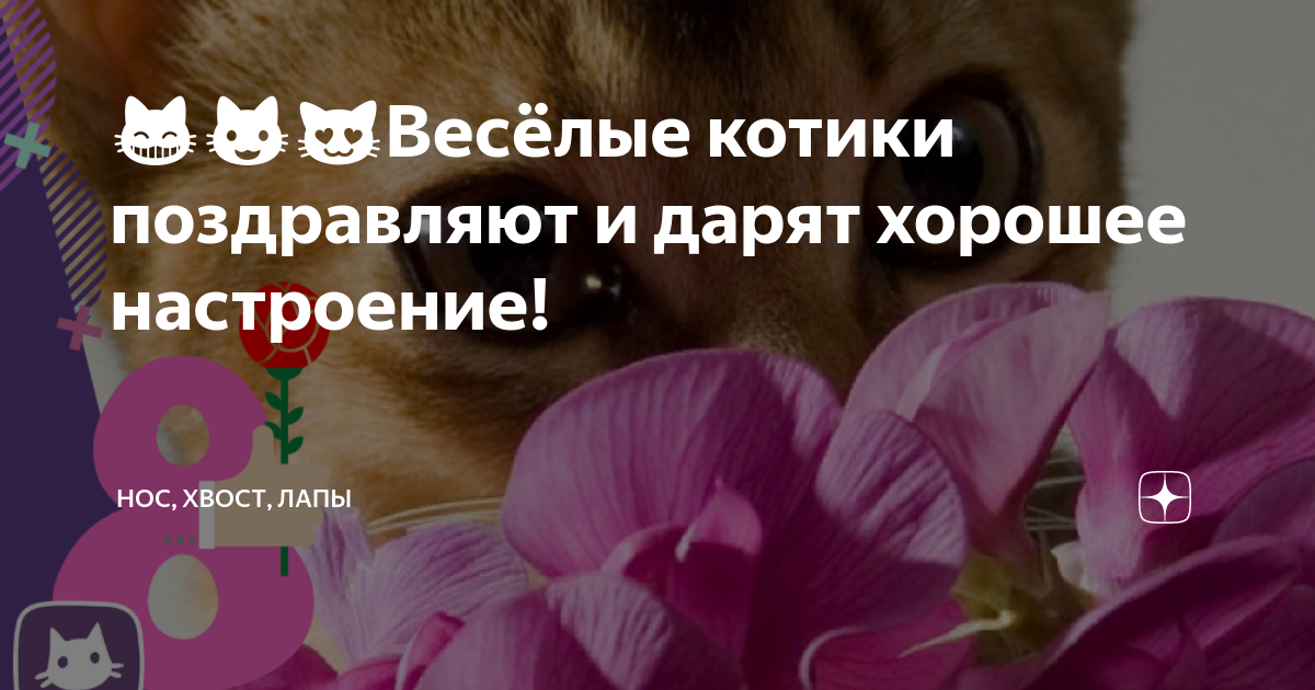 😸😺😻Весёлые котики поздравляют и дарят хорошее настроение! | Нос, хвост ...