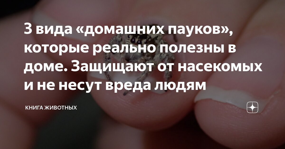 3 вида «домашних пауков», которые реально полезны в доме. Защищают от ...