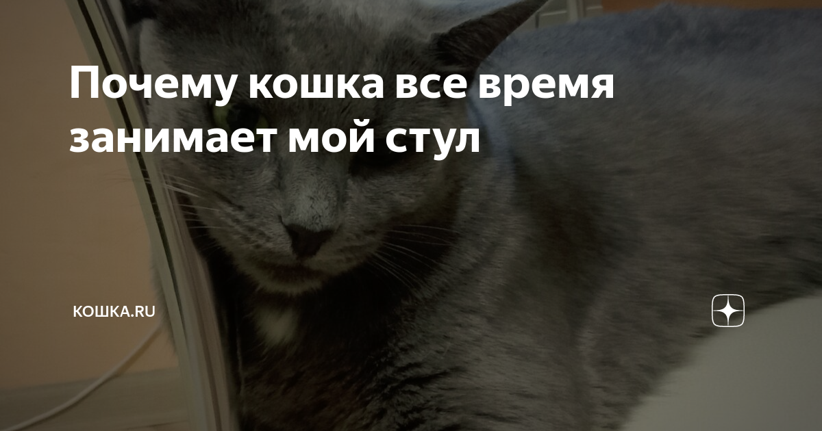 Кошка размазывает стул по полу