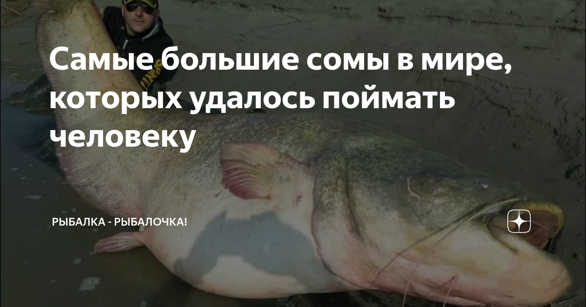 Самые большие сомы в мире, которых удалось поймать человеку | Рыбалка ...