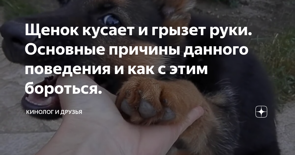 щенок кусается что делать
