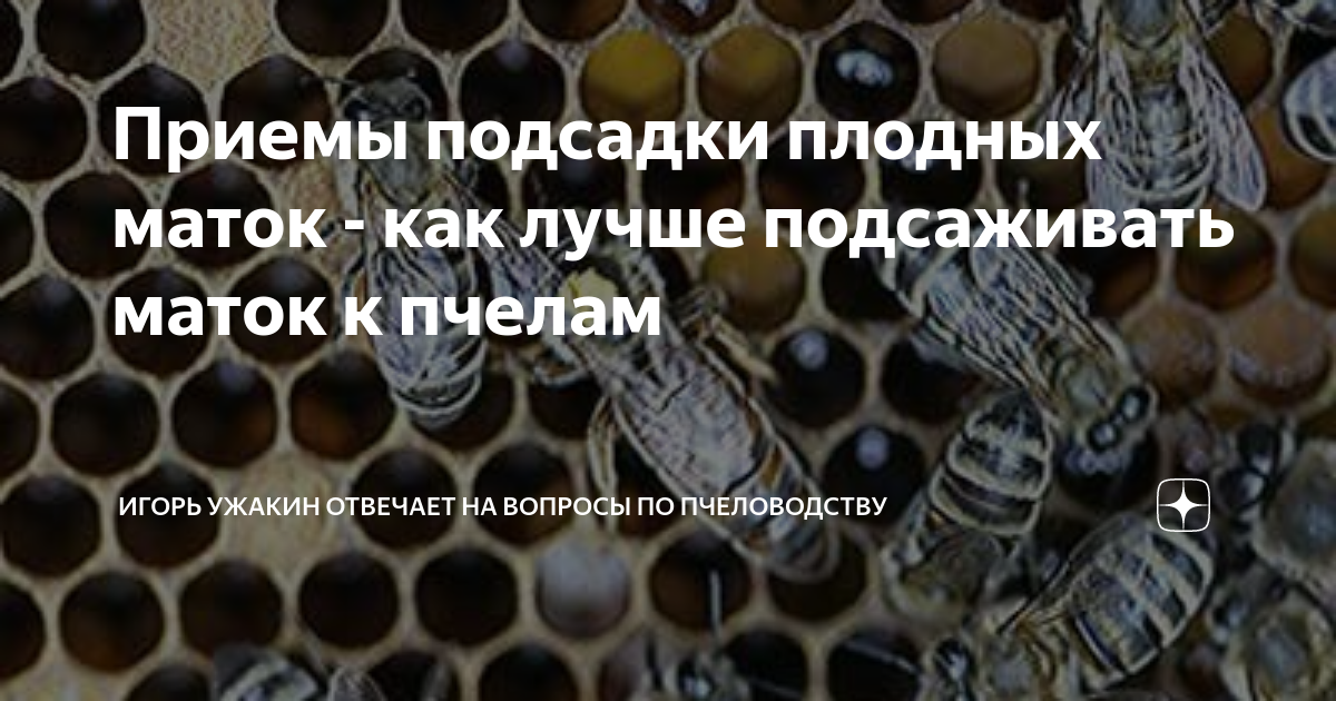 Как подсадить роевой маточник к пчелам
