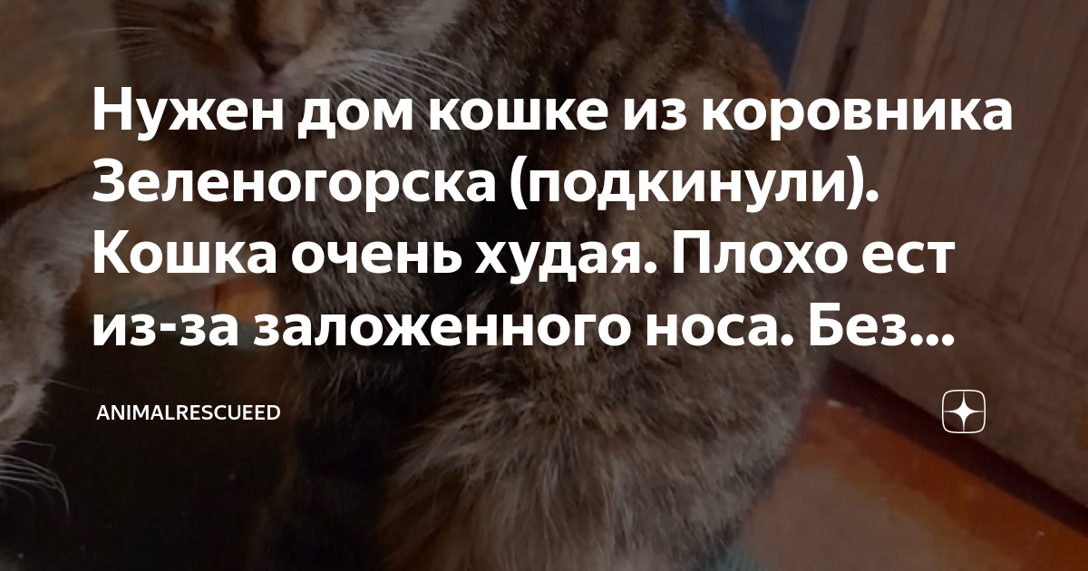 Нужен дом кошке из коровника Зеленогорска (подкинули). Кошка очень ...