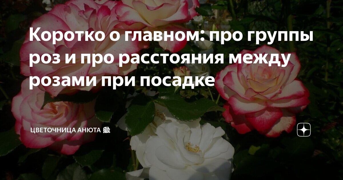 Цветочница Анюта розы дзен. Цветочница Анюта розы дзен шпаргалка последняя. Цветочница Анюта шпаргалки по розам.