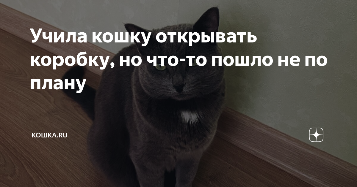 Как отучить кота открывать шкафы