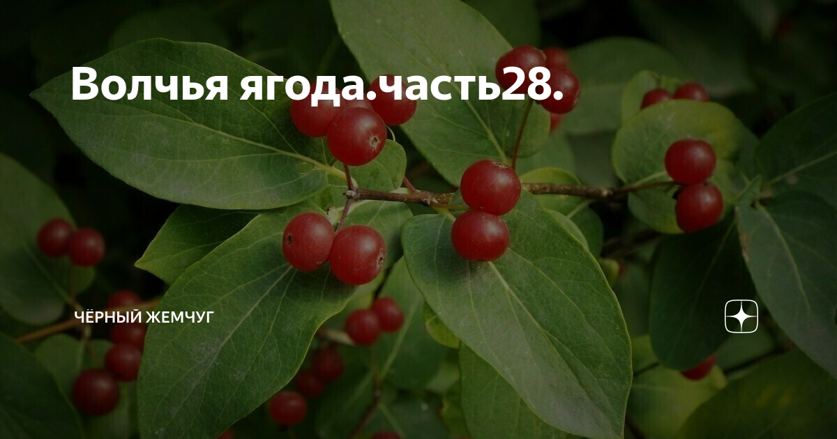 Ягода части слова. Волчьи ягоды. Как выглядит Волчья ягода. Волчья ягода желтая. Волчья ягода опасна.