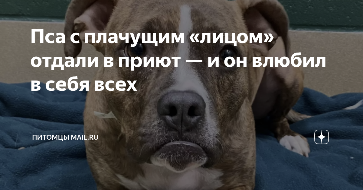 влюбил в себя всех девушек королевства