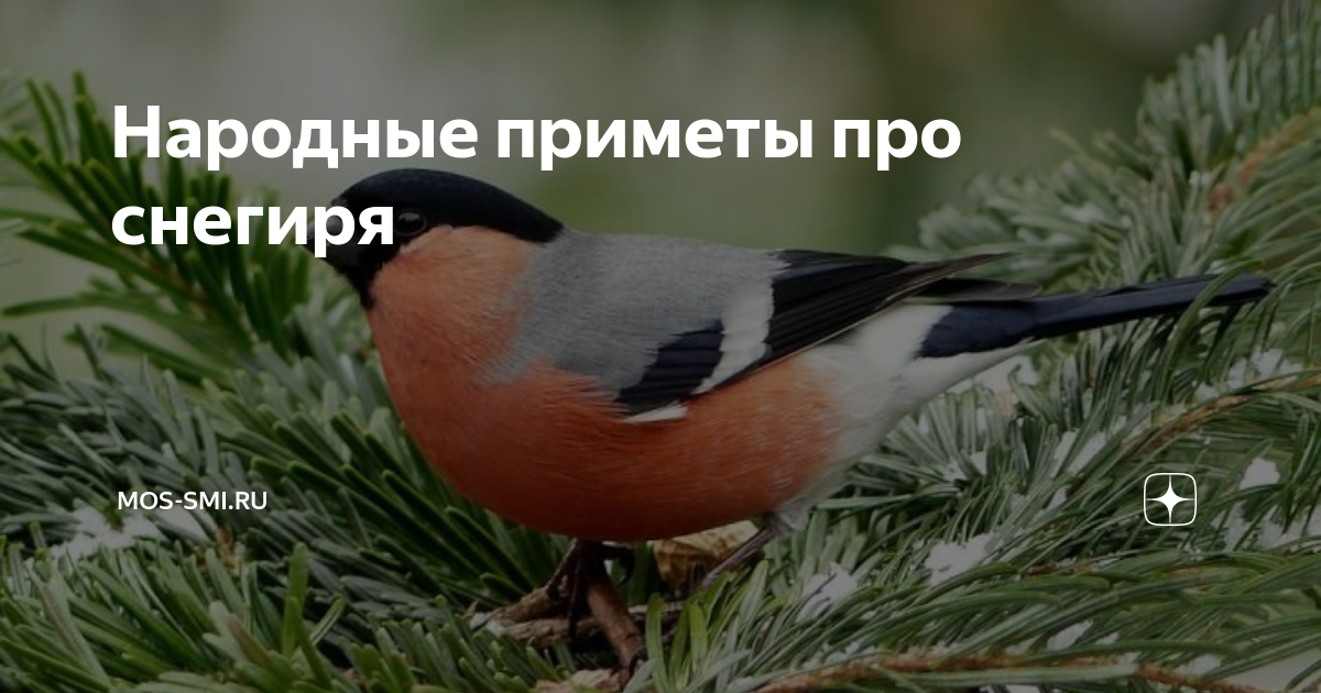 рассказ про снегиря