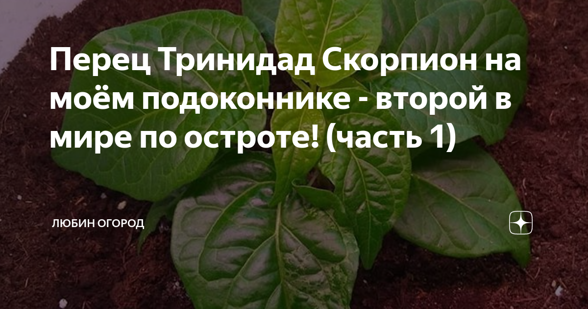Перец Тринидад Скорпион на моём подоконнике - второй в мире по остроте ...