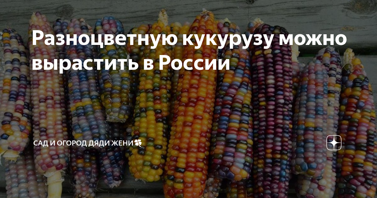 Разноцветную кукурузу можно вырастить в России