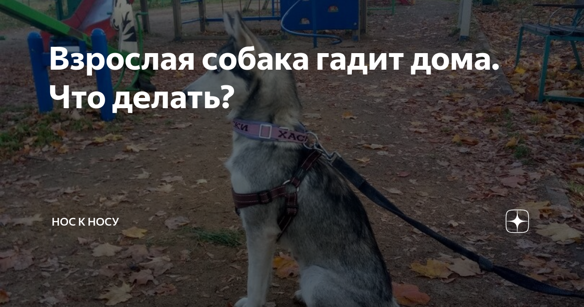 Взрослая собака писает дома: что делать, в чем причины? | Hill's Pet