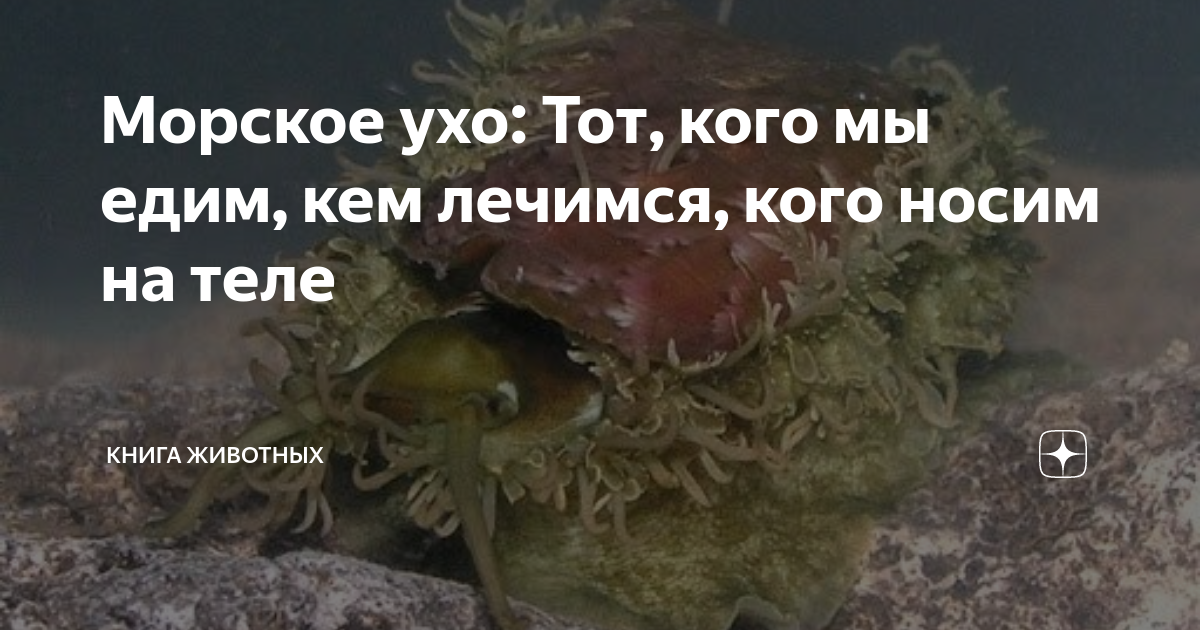 Морское ухо: Тот, кого мы едим, кем лечимся, кого носим на теле | Книга ...