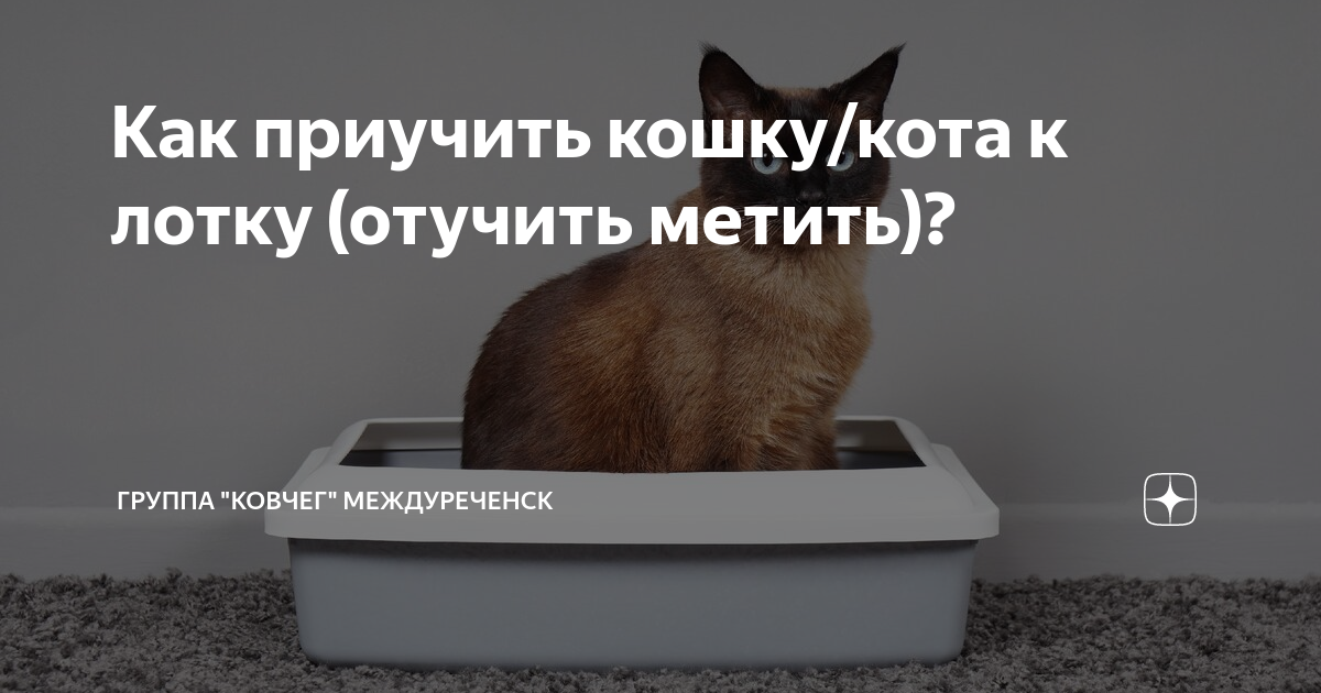 Кошка приучена к лотку но гадит на кровать