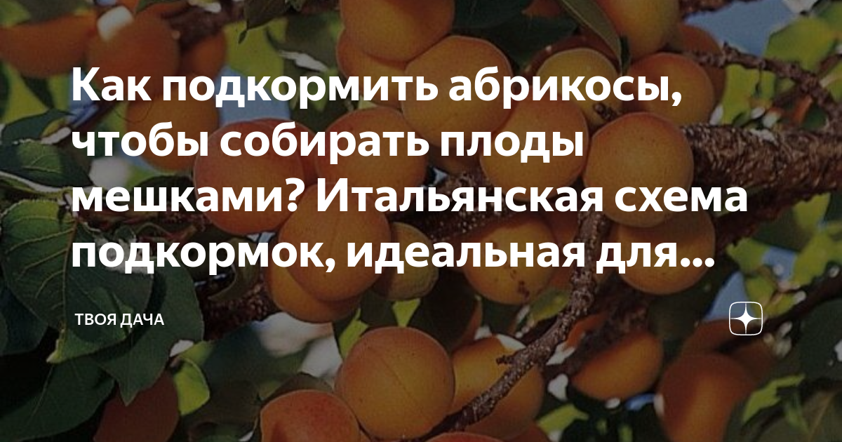 Чем подкормить абрикос в июне. Удобрение для абрикосового дерева. Схема подкормки абрикоса. Удобрение для абрикосового дерева для хорошего урожая. Удобрять абрикос.