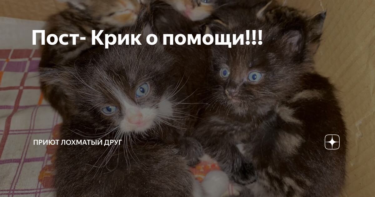 благотворительный фонд защиты животных. лохматый друг заречный. лохматый друг заречный пензенской области. лохматый друг заречный пензенской. лохматый друг заречный пензенской.