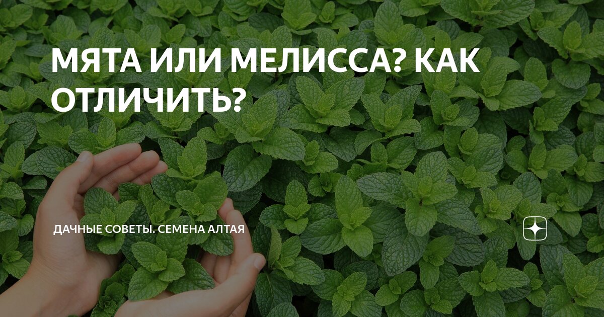 Мята Мелисса перечная мята