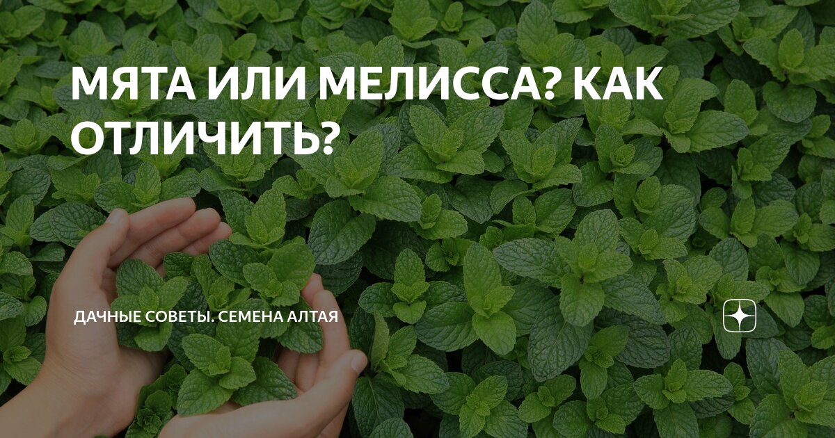 Чем отличается мята от мелиссы внешне. Как отличить мелиссу от мяты.