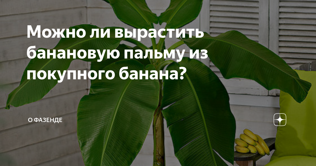 Вырастить банан из покупного банана. Цветок банана на подоконнике. Бананы выращивание. Банан на подоконнике. Банановая Пальма дома.