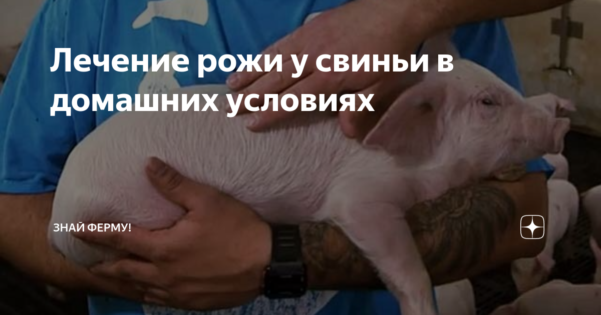 Лечение рожи у свиньи в домашних условиях | Знай ферму | Дзен