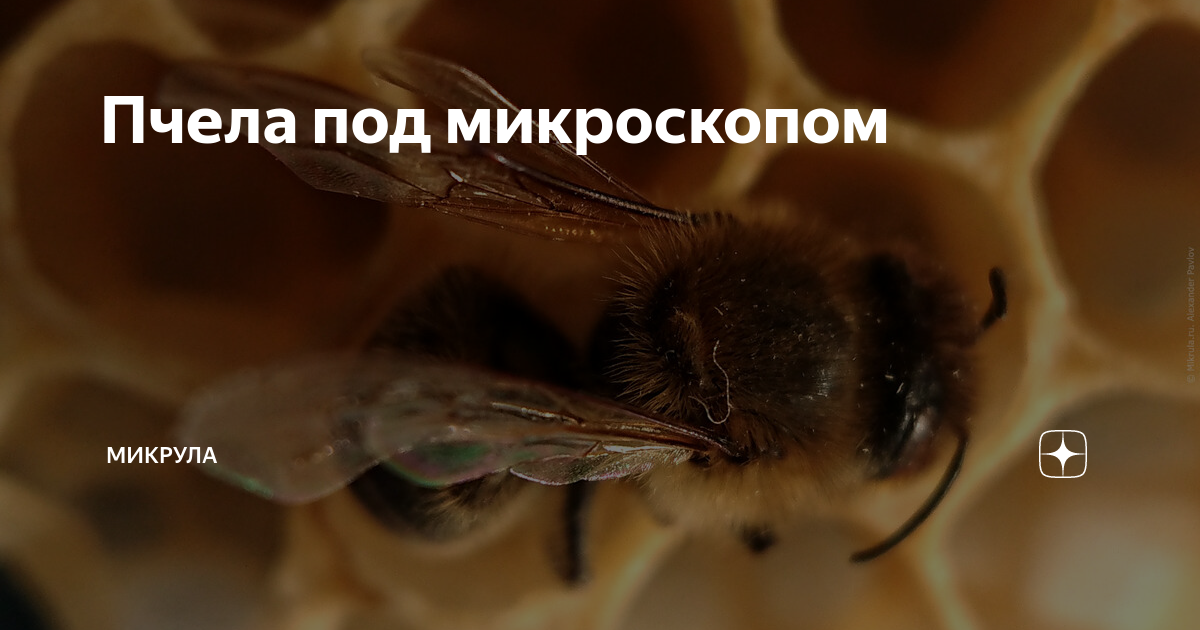 МАКРО - ФОТО (Объективы, Техника, Обработка, Примеры) Клуб Foto.ru - страница 18