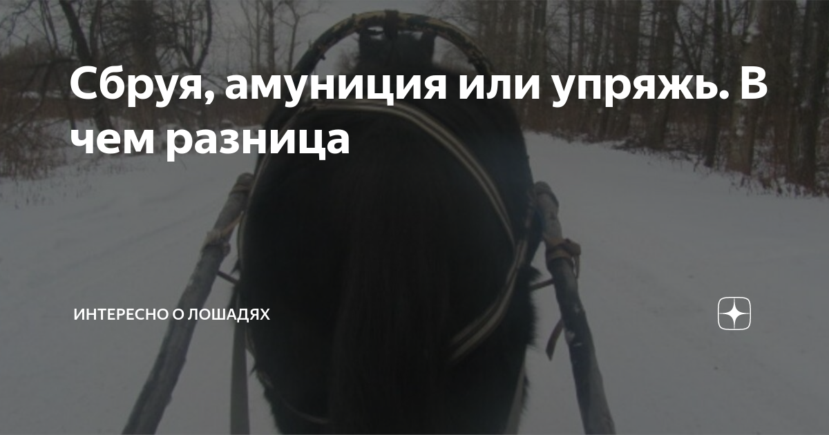 Сбруя, амуниция или упряжь. В чем разница | Интересно о лошадях | Дзен