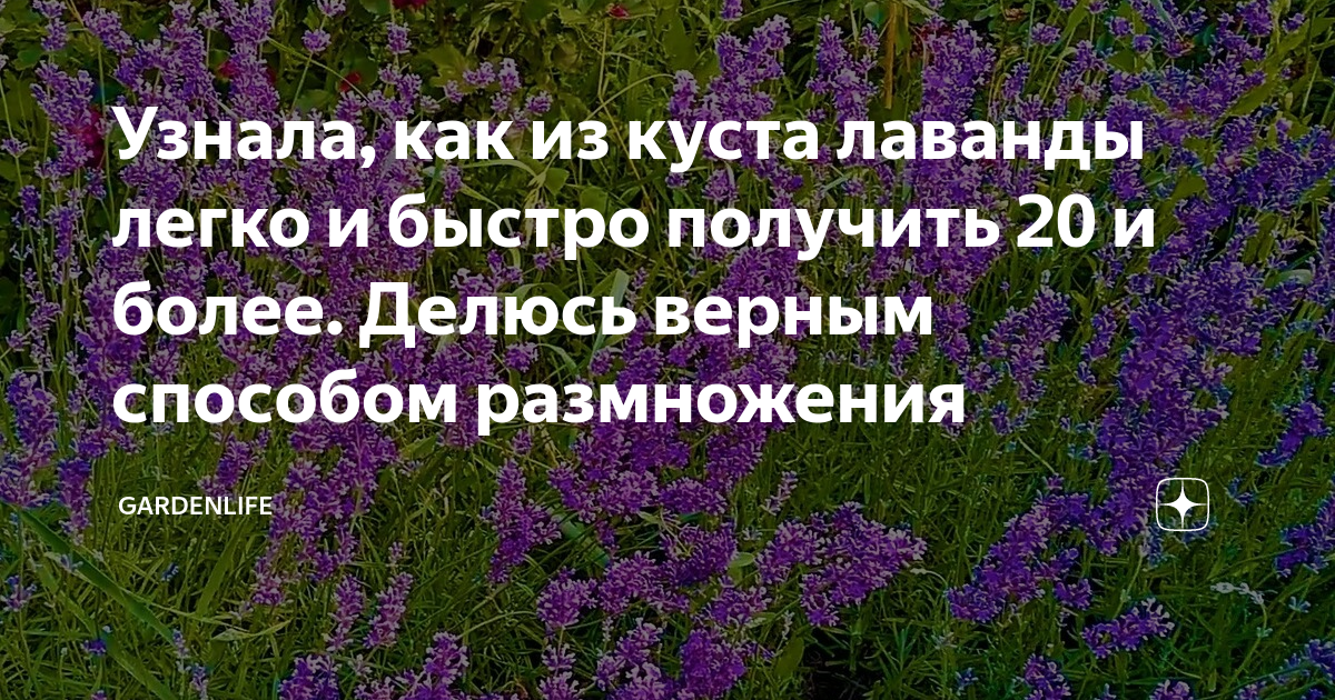 Как размножить лаванду от куста на даче