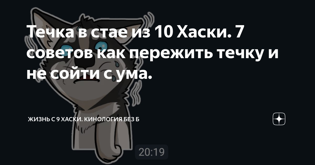 Как пережить течку у собаки с кабелем в одном доме