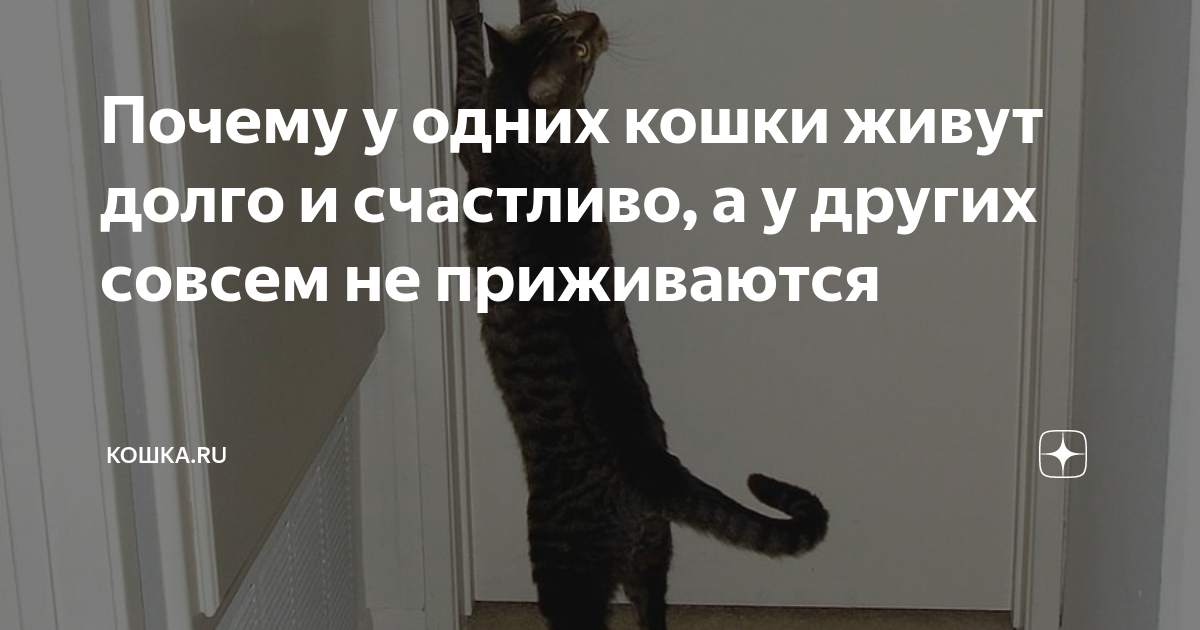 Причины, по которой кошки не могут прижиться в доме