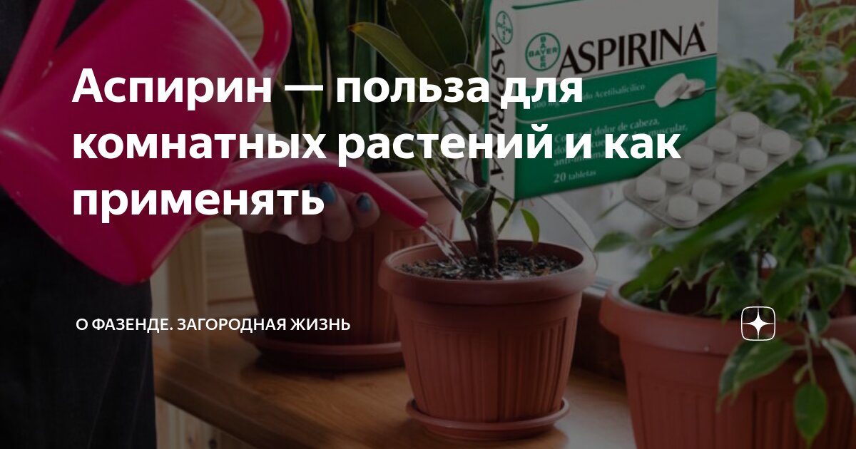 Аспирин для цветов. Аспирин для комнатных растений. Подкормка цветов аспирином. Ацетилсалициловая кислота для полива цветов. Аспирин для цветов комнатных.