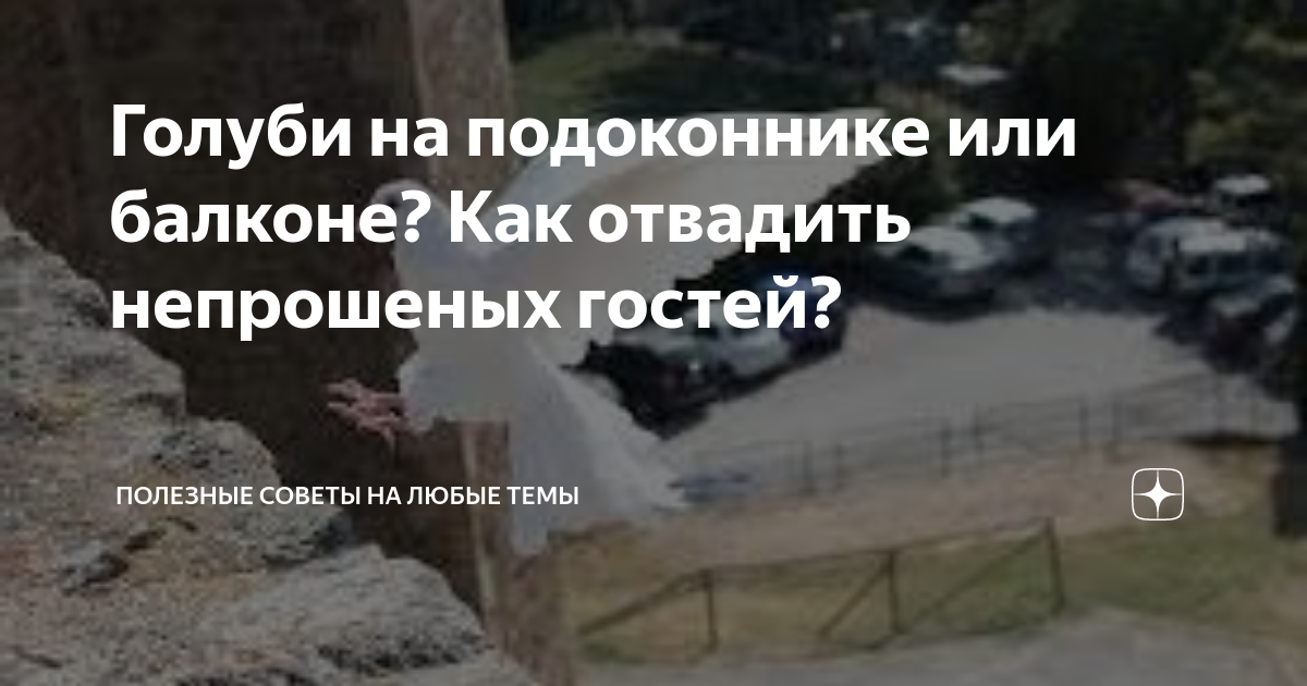 Что сделать чтобы голуби не садились на подоконник со стороны улицы