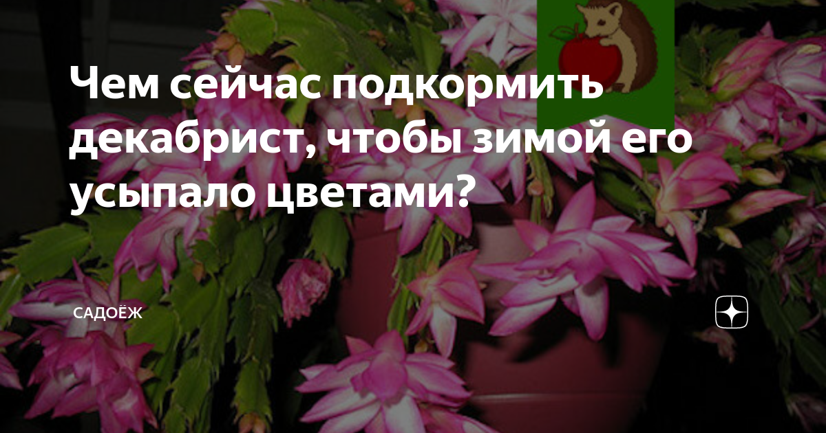 Минеральные комплексы для зимнего ухода