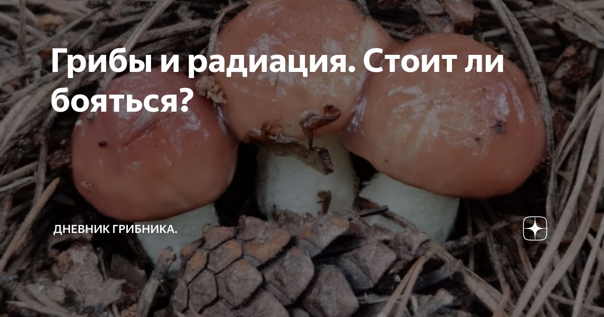Грибы и радиация. Стоит ли бояться? | Книга Грибов | Дзен
