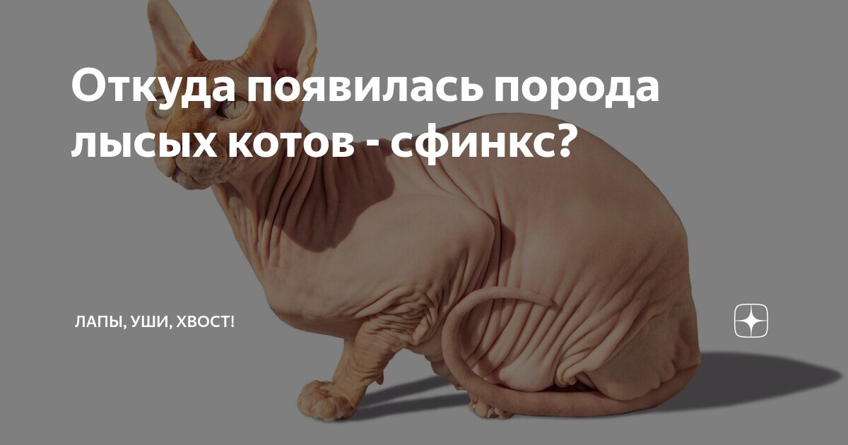 Развитие породы