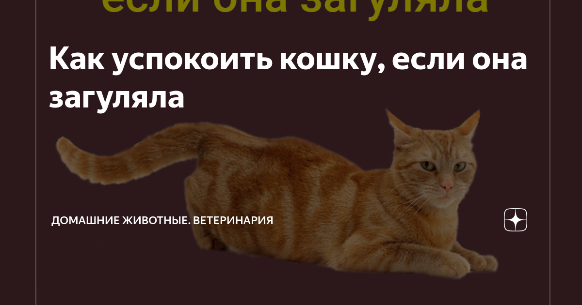 Что давать кошке чтобы не гуляла. Что давать кошке чтобы не гуляла