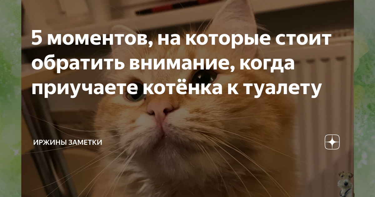 Не пускать котенка на кровать