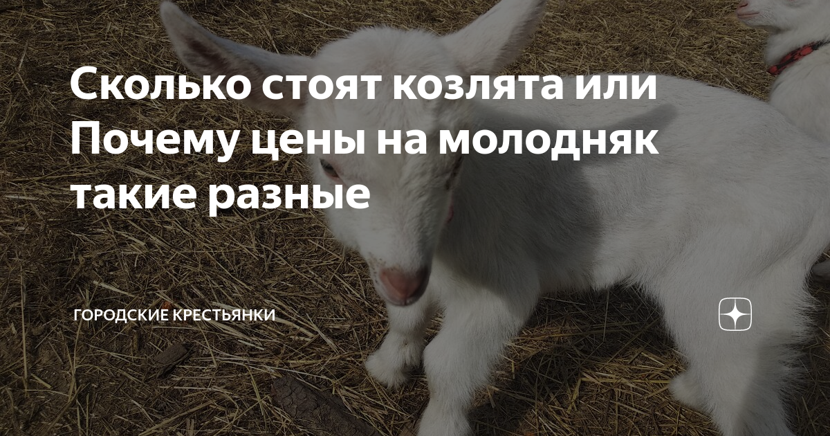 Сколько стоят козлята или Почему цены на молодняк такие разные ...