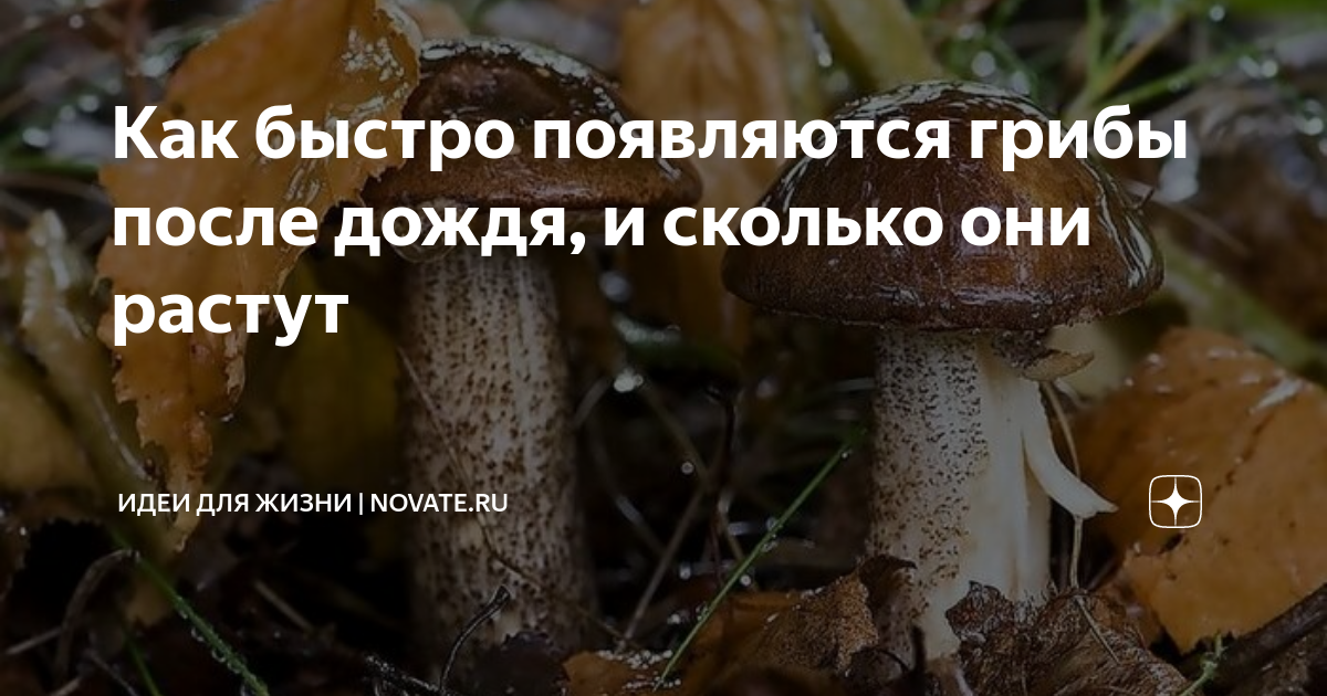 Через какое время вырастают грибы после дождя. После дождя через сколько появляются грибы. Растут как грибы после дождя. Грибы вылезают после дождя